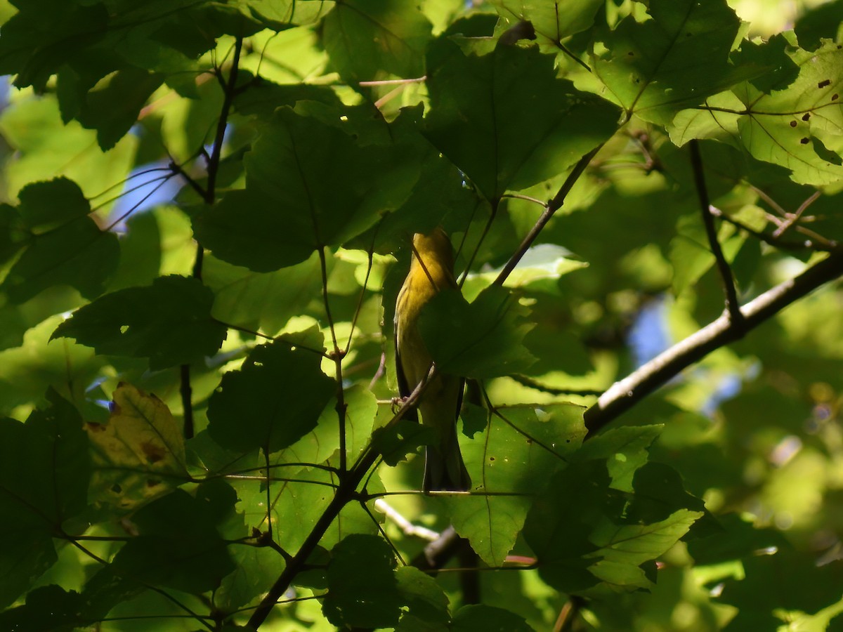 Blackburnian Warbler - ML623695440