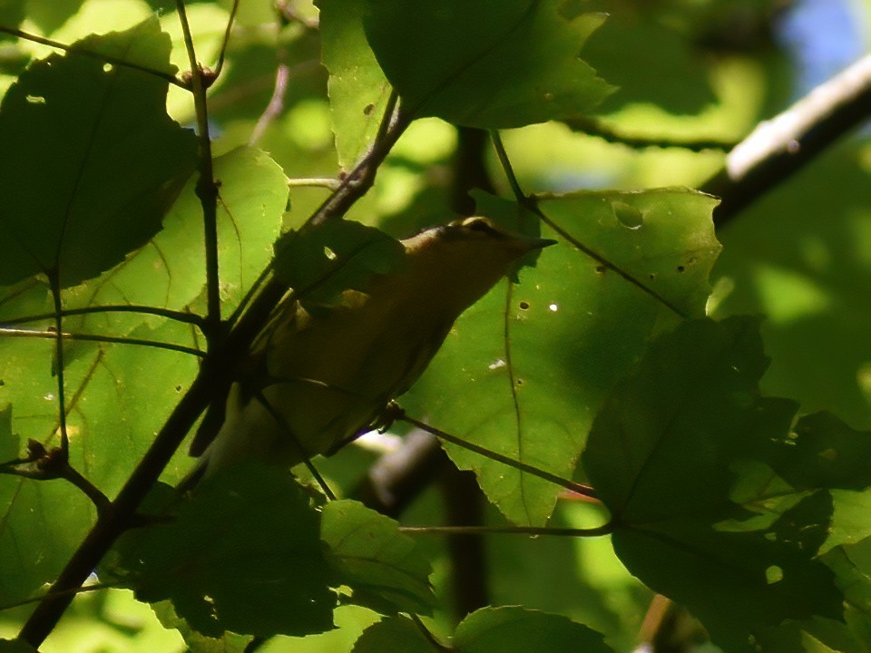 Blackburnian Warbler - ML623695441