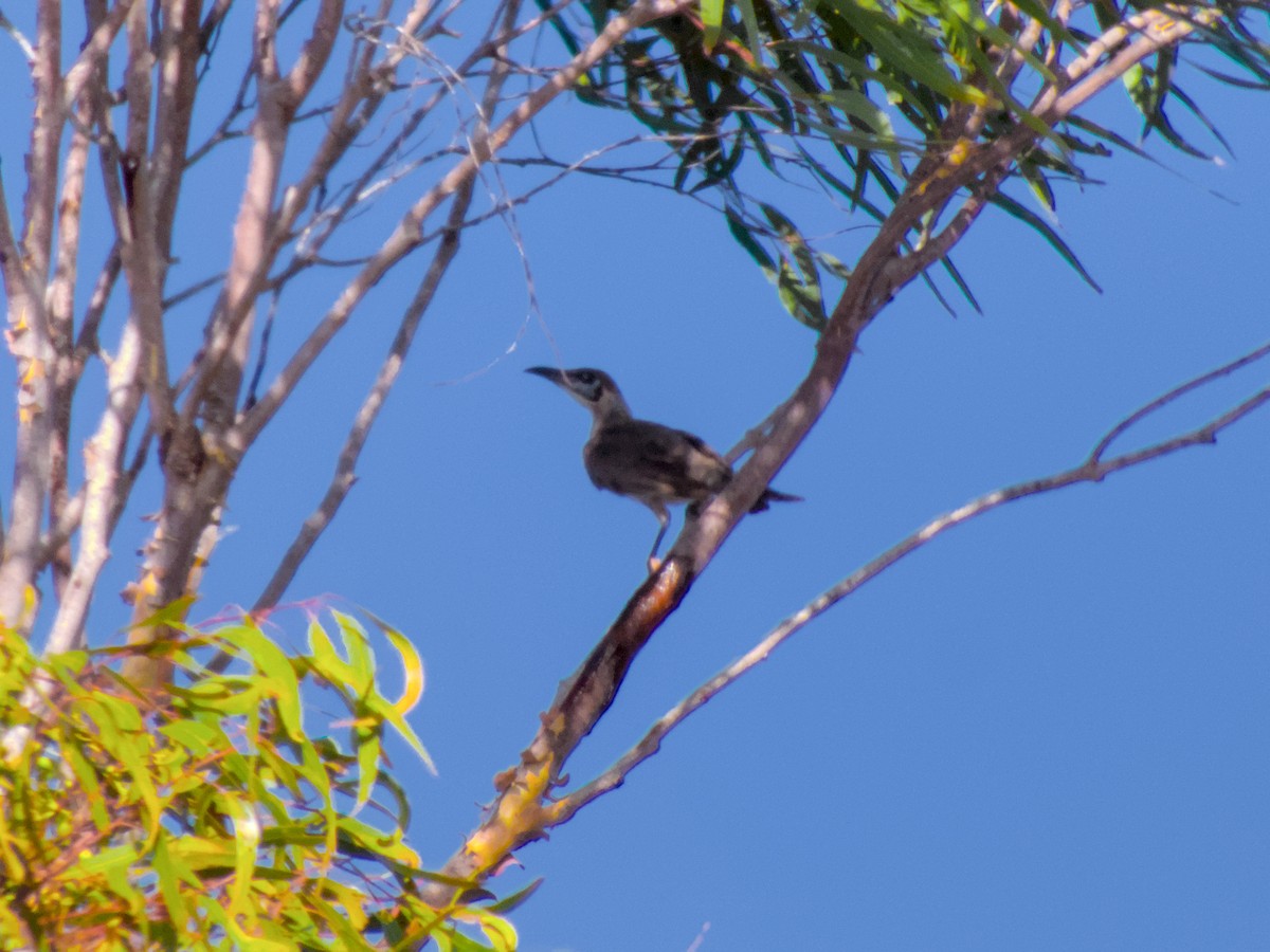 Little Friarbird - ML623695443