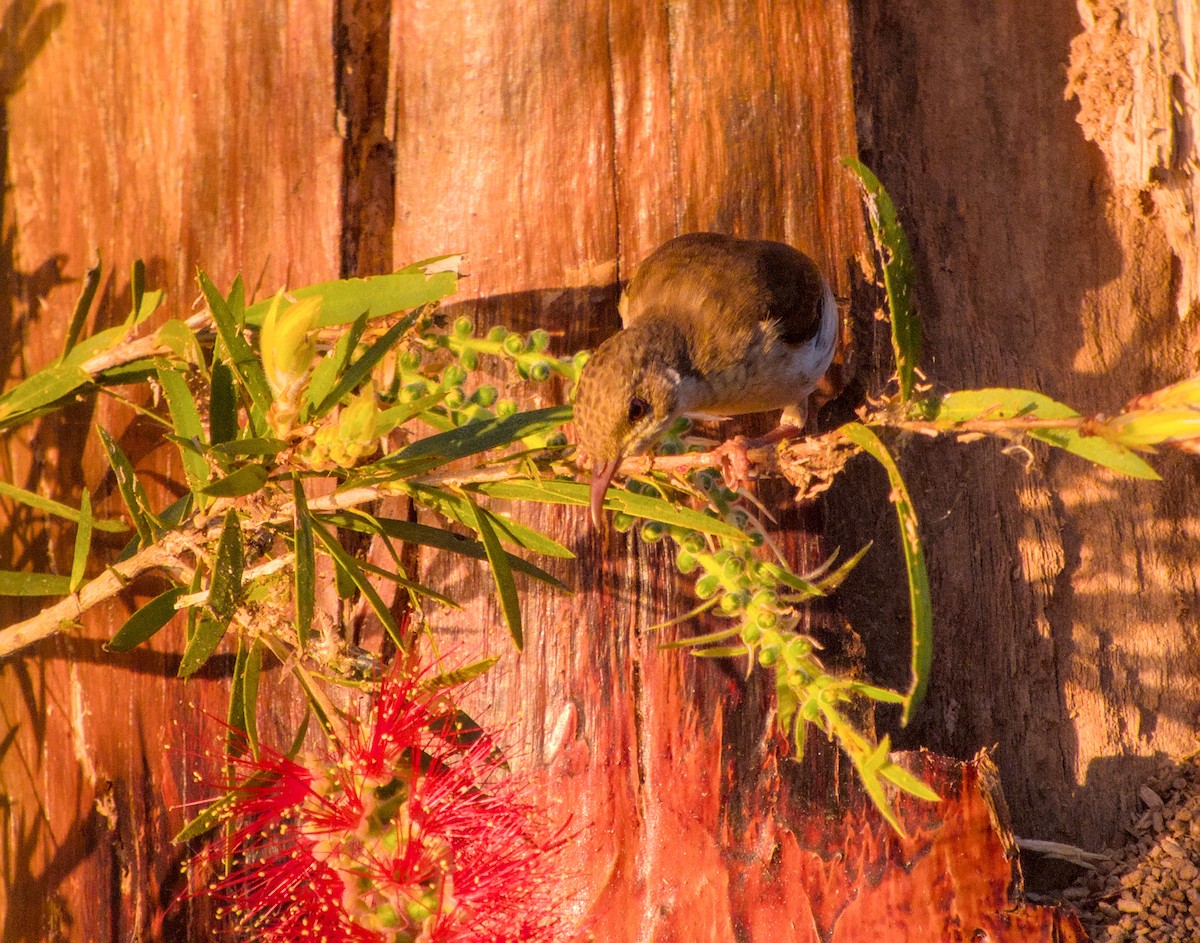 Brown-backed Honeyeater - ML623695448