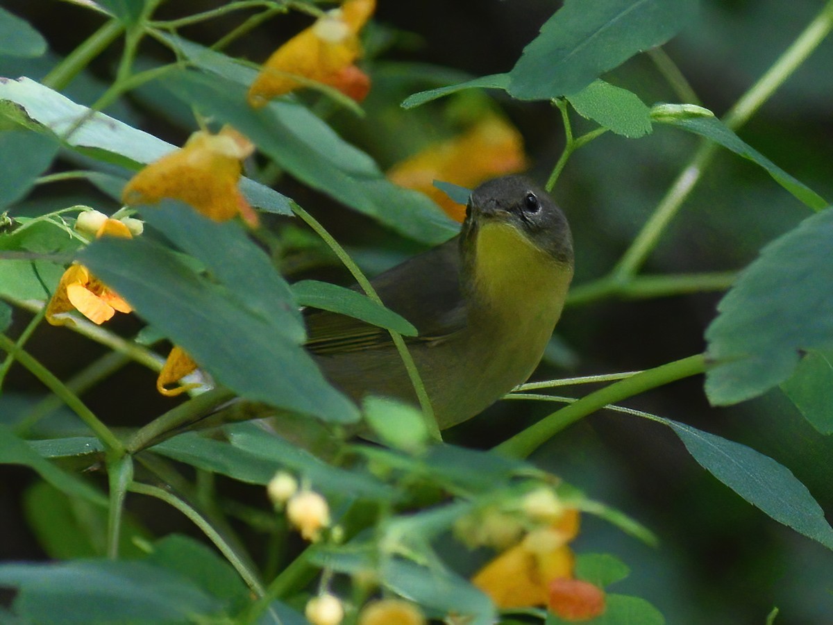 Common Yellowthroat - ML623695449