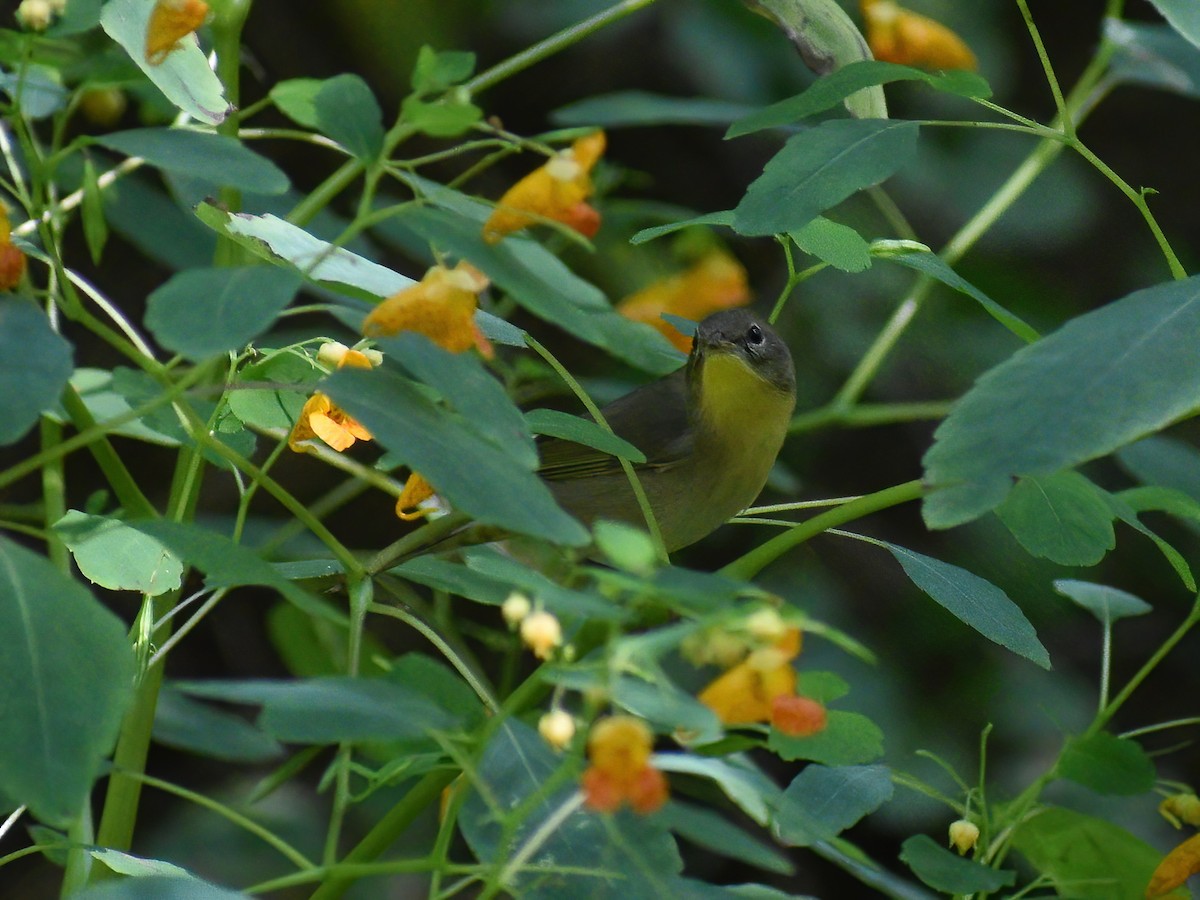 Common Yellowthroat - ML623695450