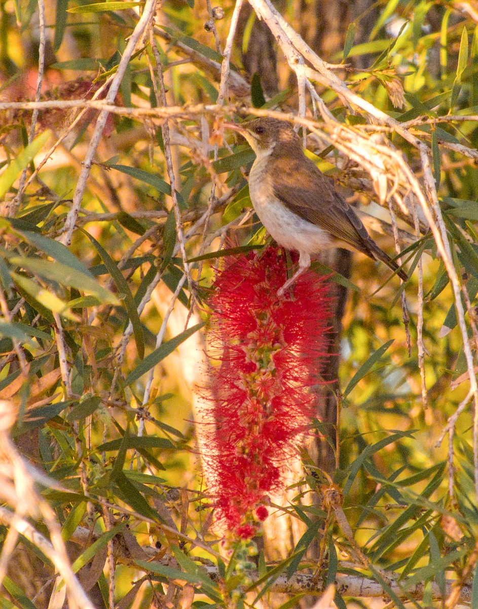 Brown-backed Honeyeater - ML623695452