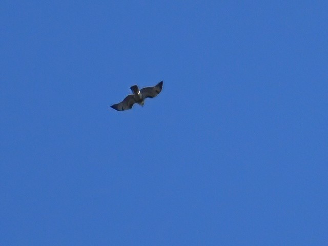 Red-tailed Hawk (borealis) - ML623695459