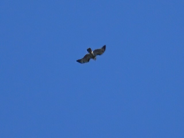 Red-tailed Hawk (borealis) - ML623695460