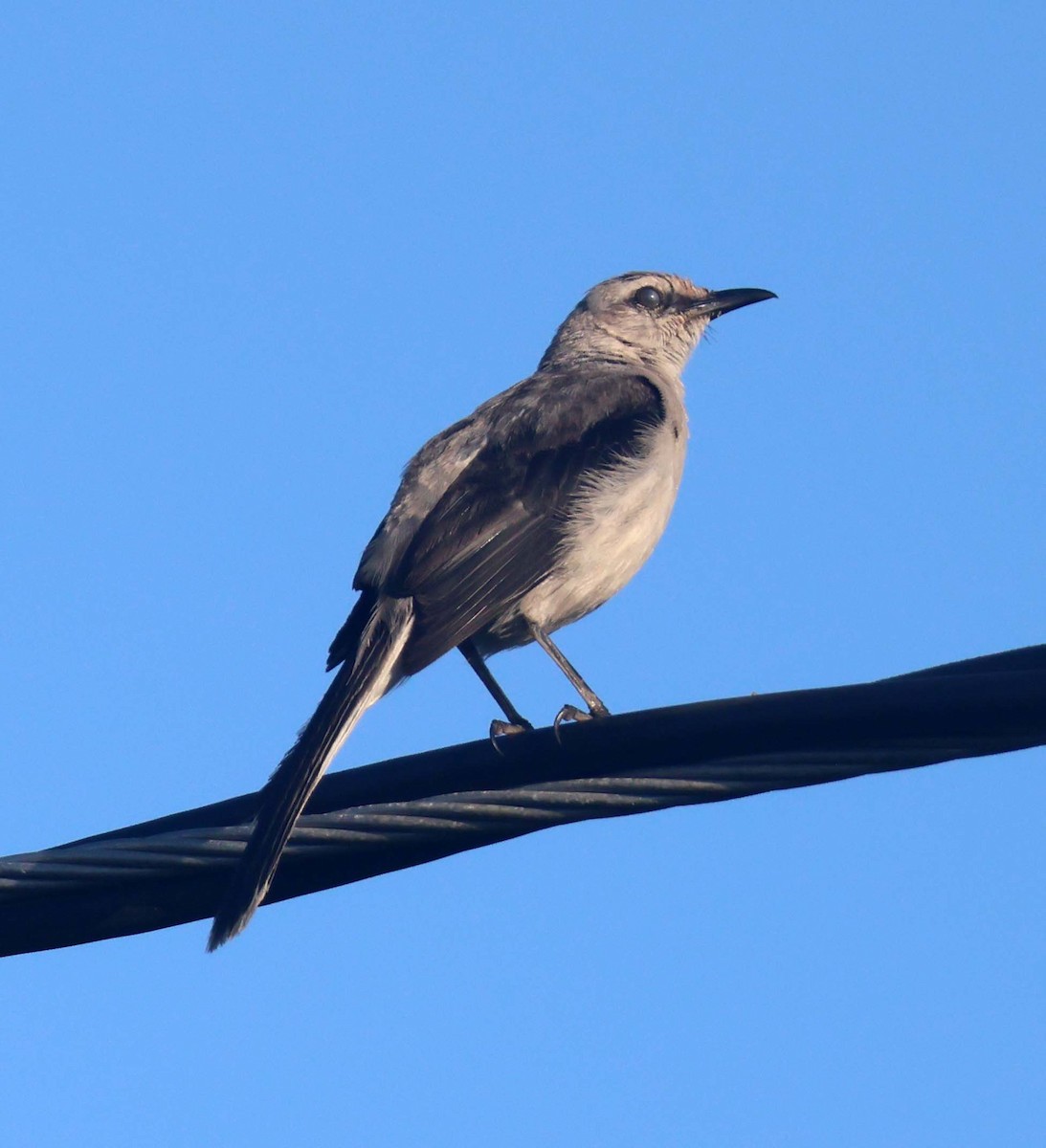 Tropical Mockingbird - ML623695481