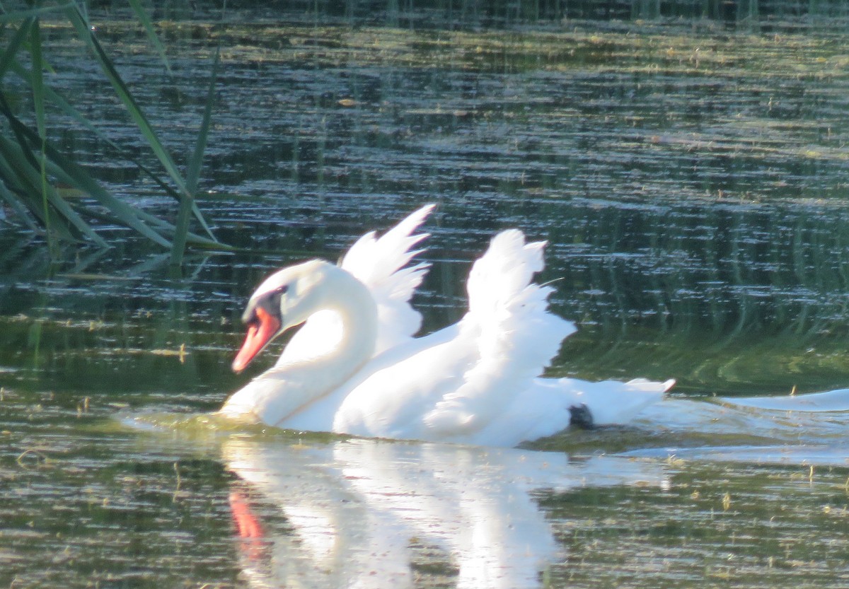 Mute Swan - ML623695483