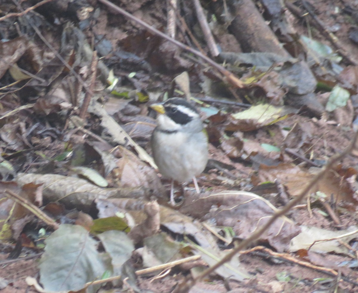 Moss-backed Sparrow - ML623695489