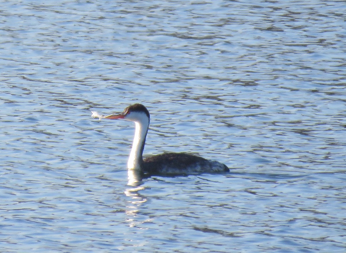 Clark's Grebe - ML623695496