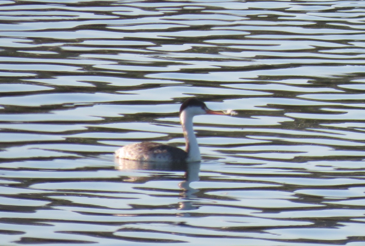 Clark's Grebe - ML623695497