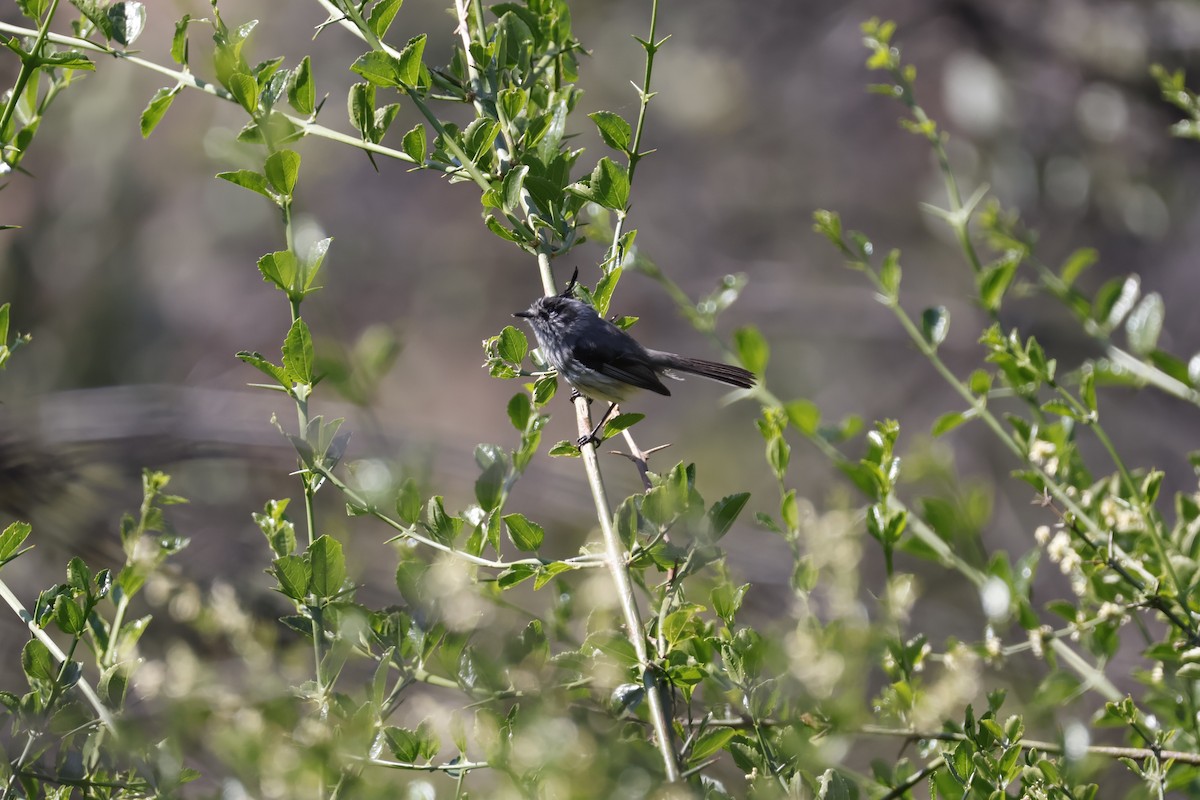 Tufted Tit-Tyrant - Mathieu Soetens