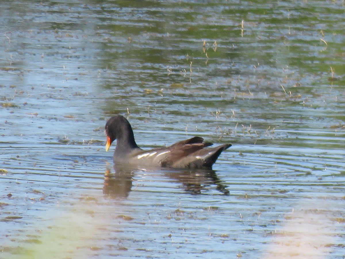 Common Gallinule - ML623695502