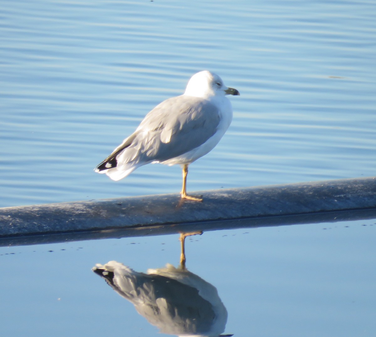 Ring-billed Gull - ML623695507