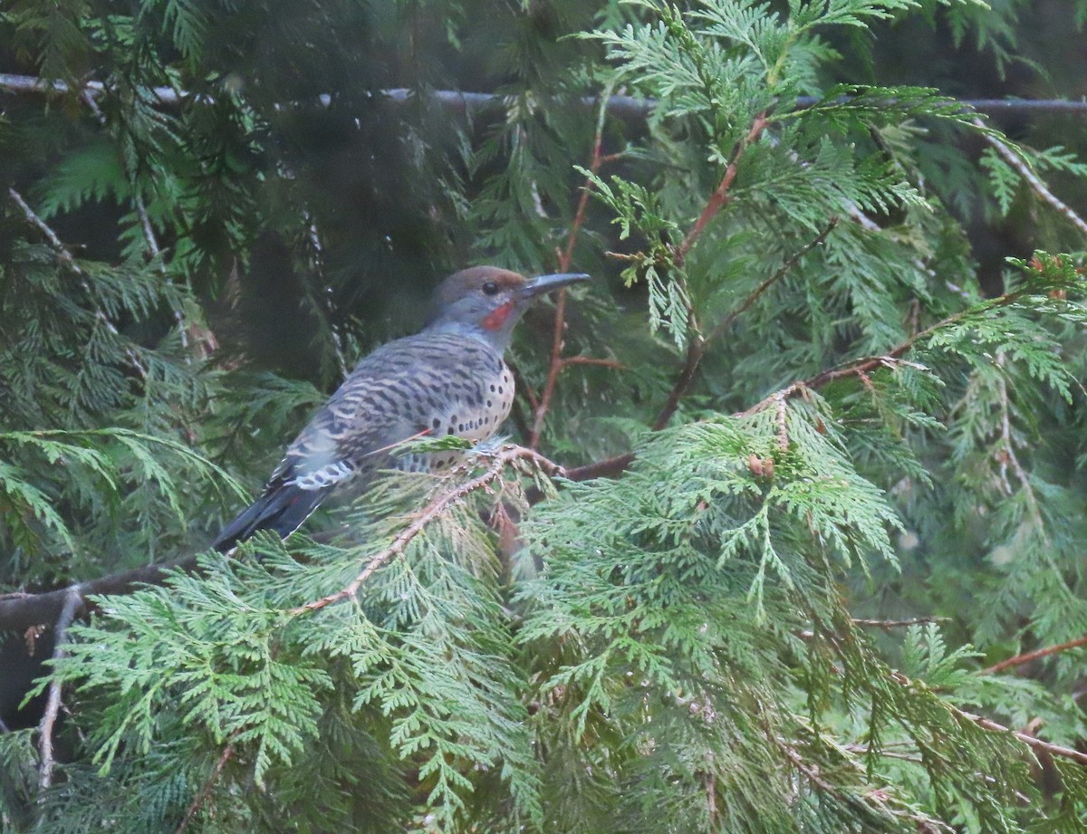 Northern Flicker (Red-shafted) - ML623695509