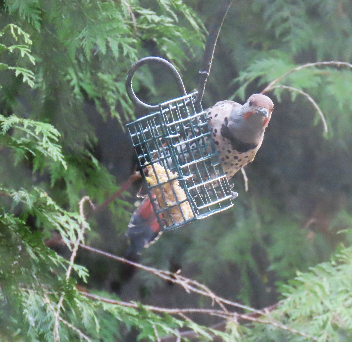 Northern Flicker (Red-shafted) - ML623695510