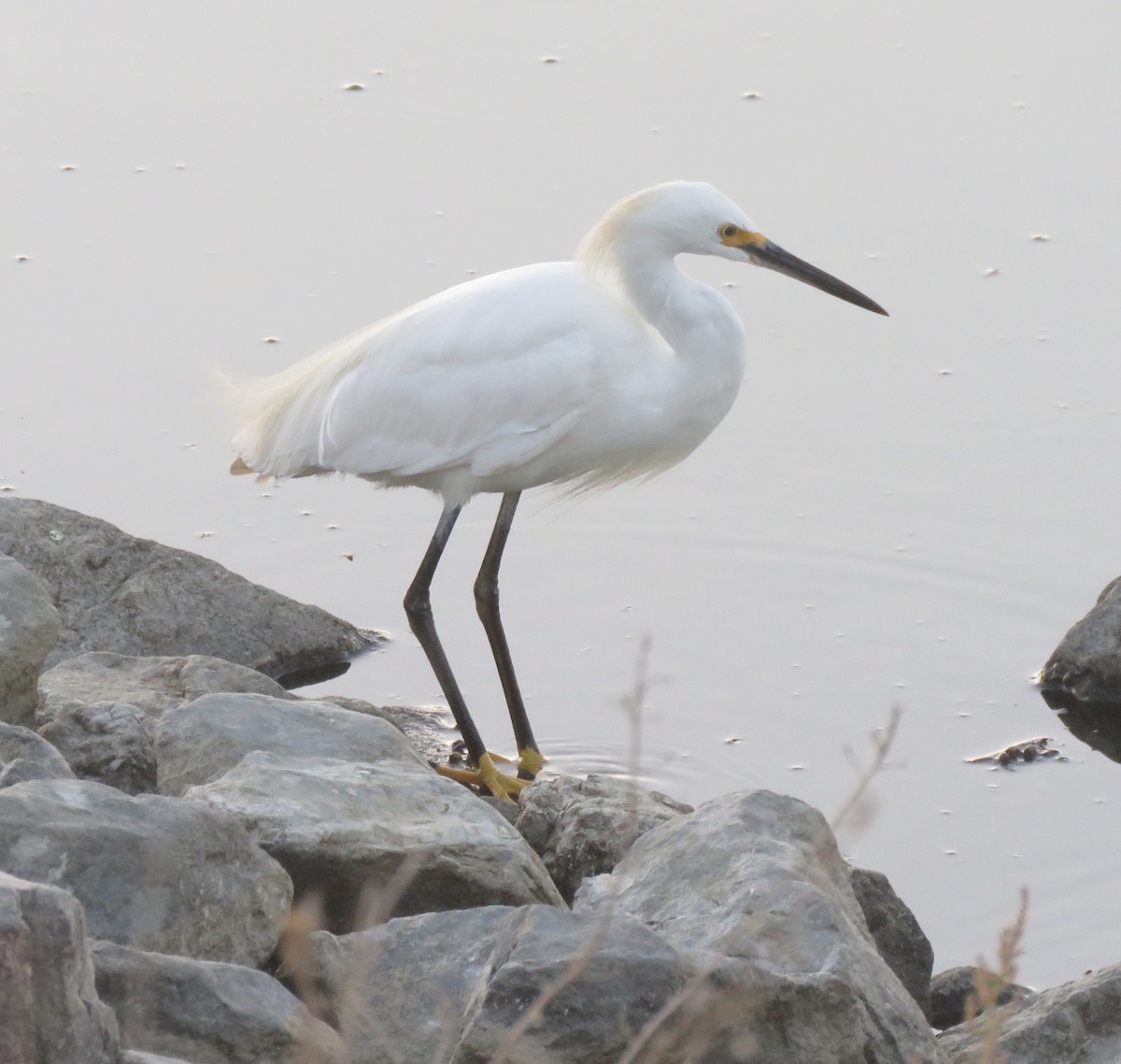 Snowy Egret - ML623695511