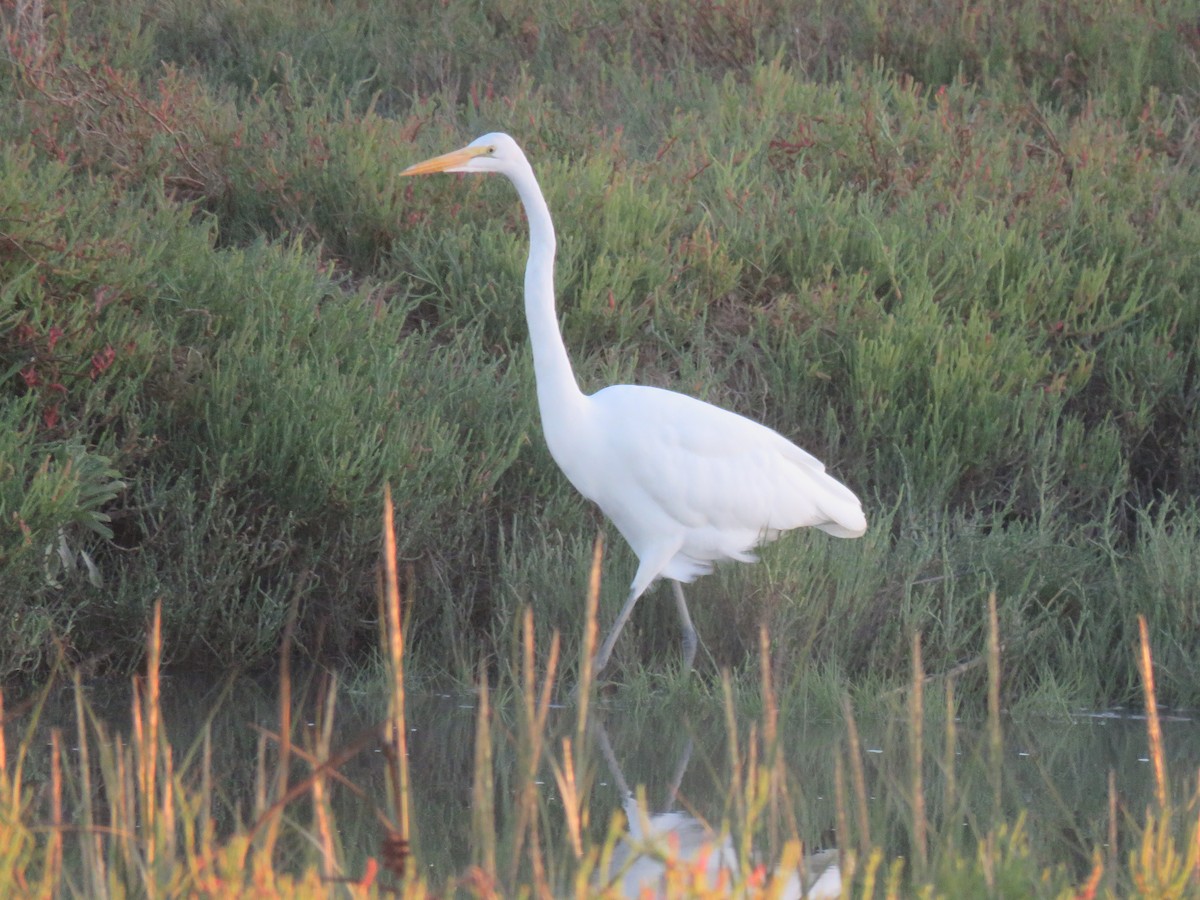 Great Egret - ML623695513