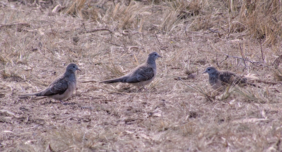 Peaceful Dove - ML623695514