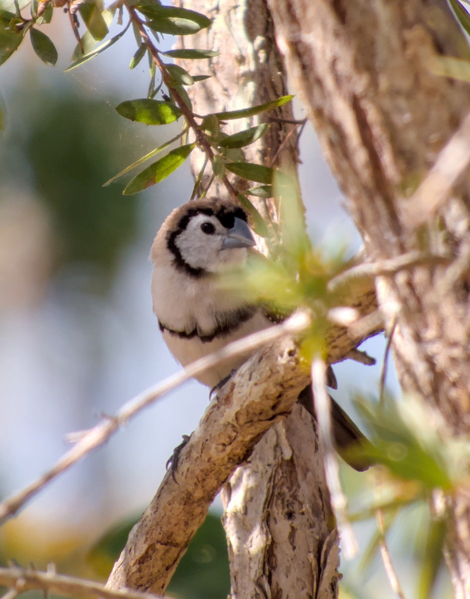 Double-barred Finch - ML623695519