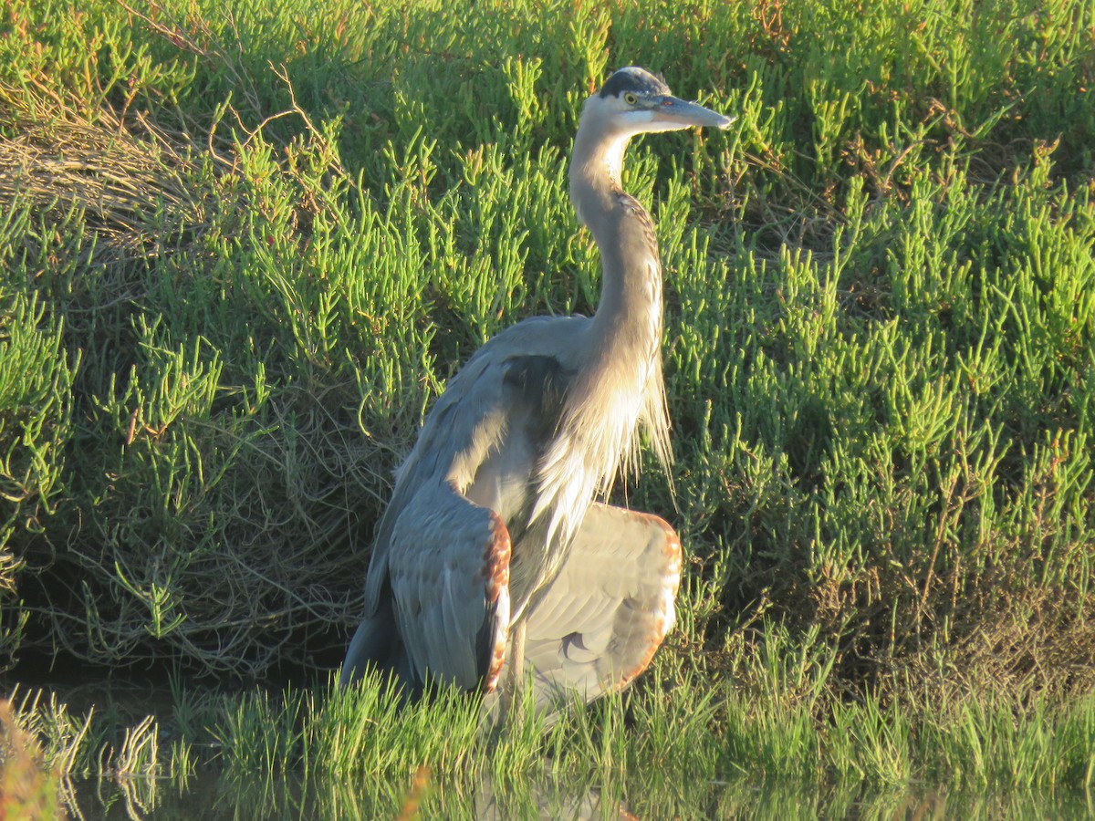 Great Blue Heron - ML623695522