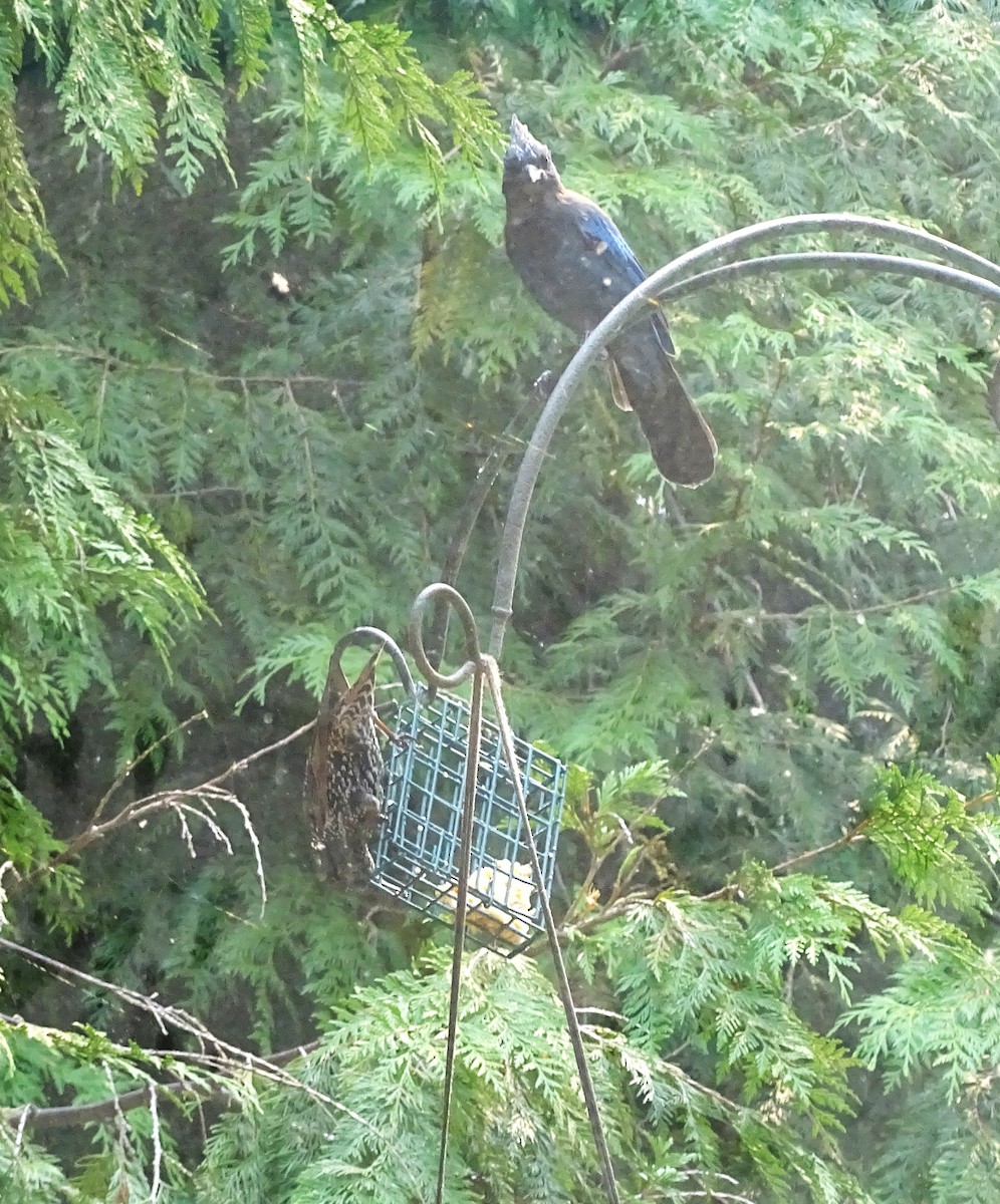 Steller's Jay (Coastal) - ML623695536