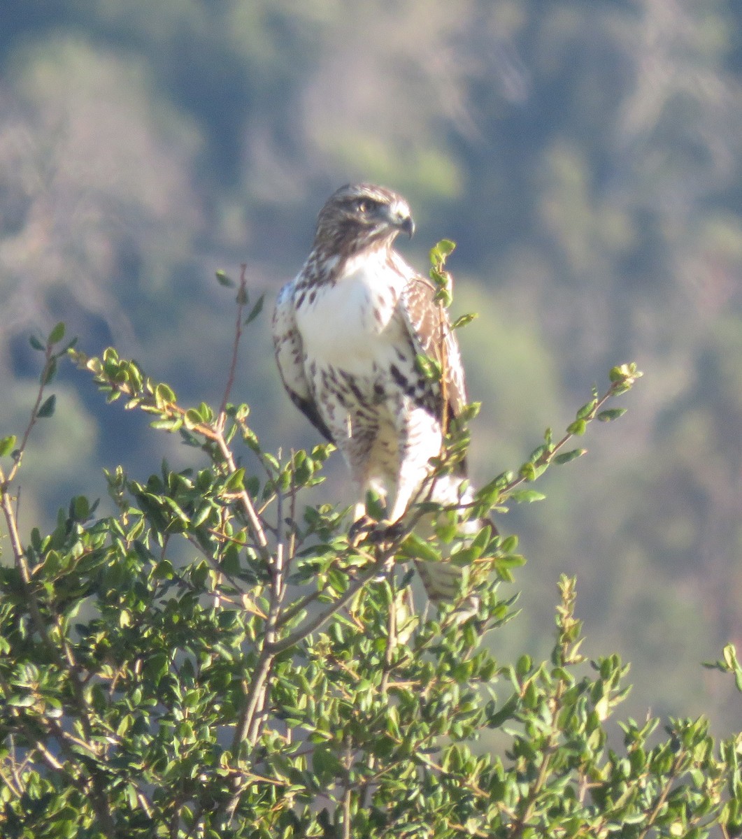 Red-tailed Hawk - ML623695537