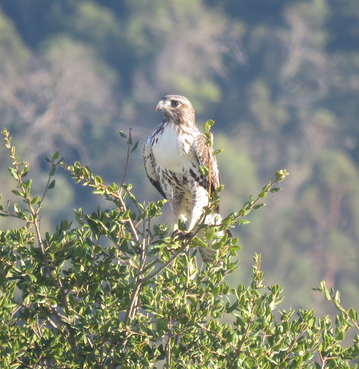 Red-tailed Hawk - ML623695538