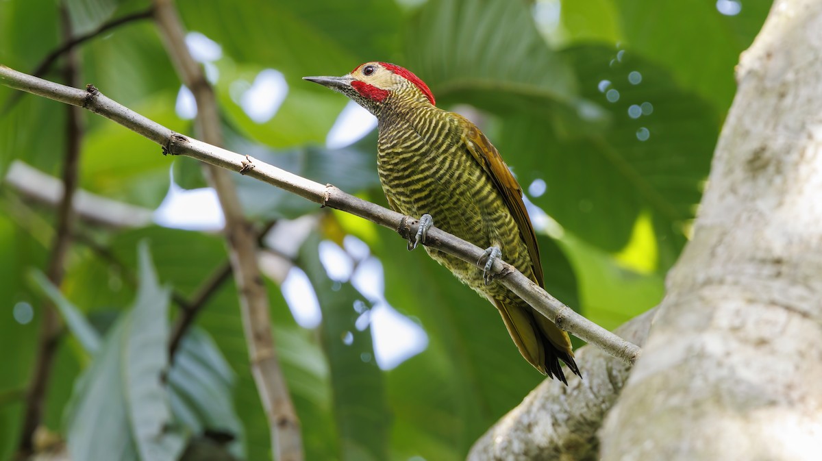 Golden-olive Woodpecker - ML623695539