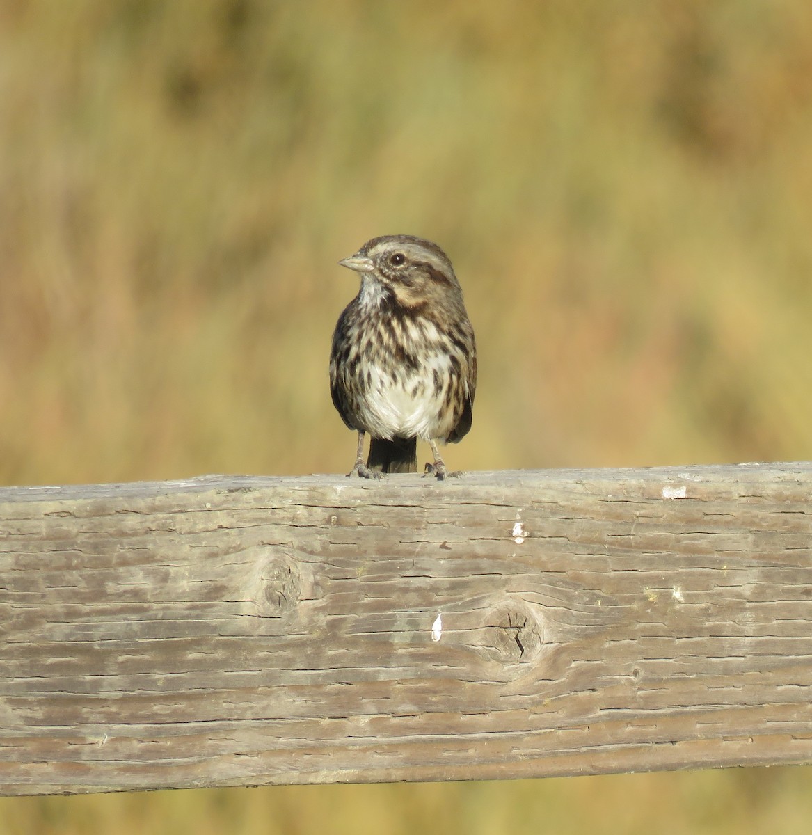 Song Sparrow - ML623695541