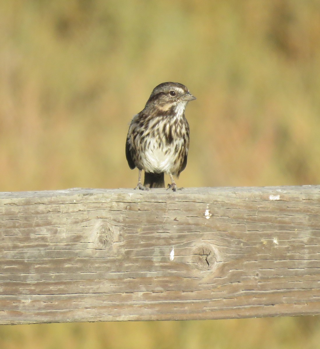 Song Sparrow - ML623695542