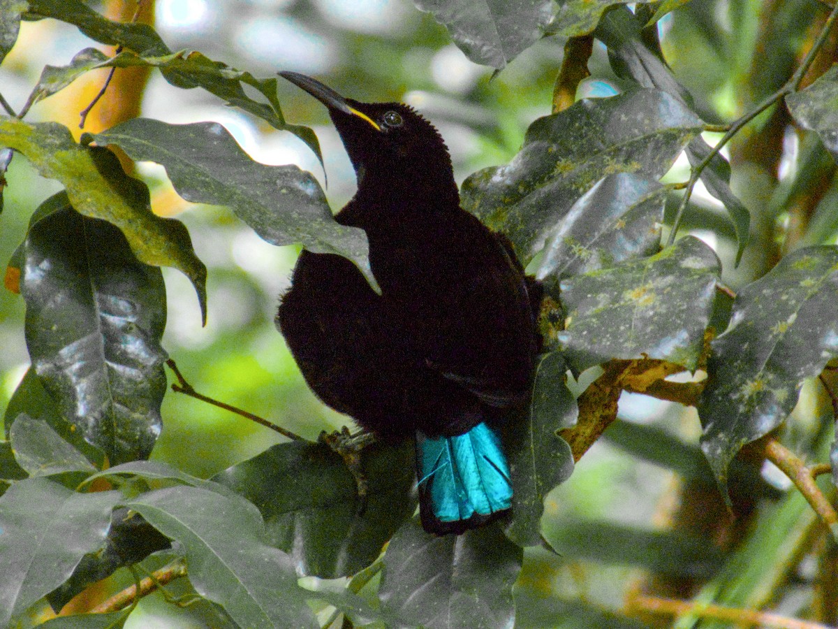 Victoria's Riflebird - ML623695569