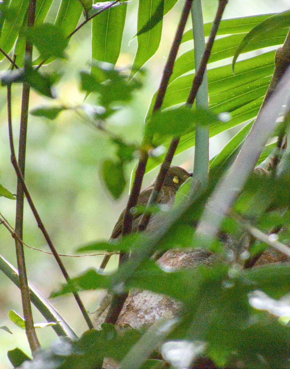 Yellow-spotted Honeyeater - ML623695585