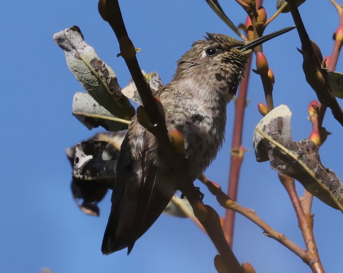 Anna's Hummingbird - ML623695594