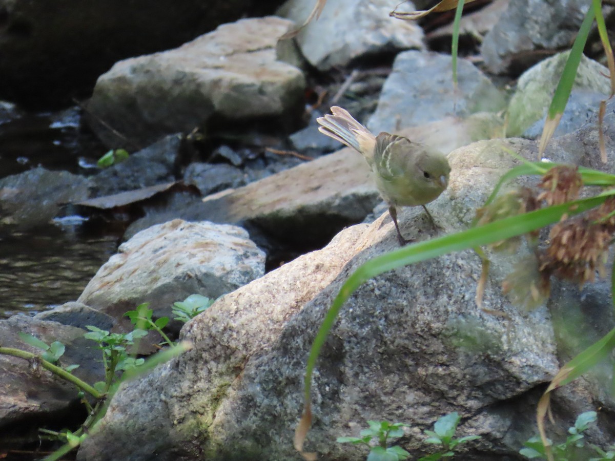 Lazuli Bunting - ML623695605