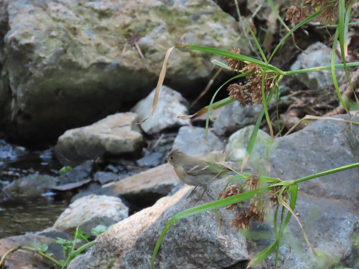 Lazuli Bunting - ML623695616