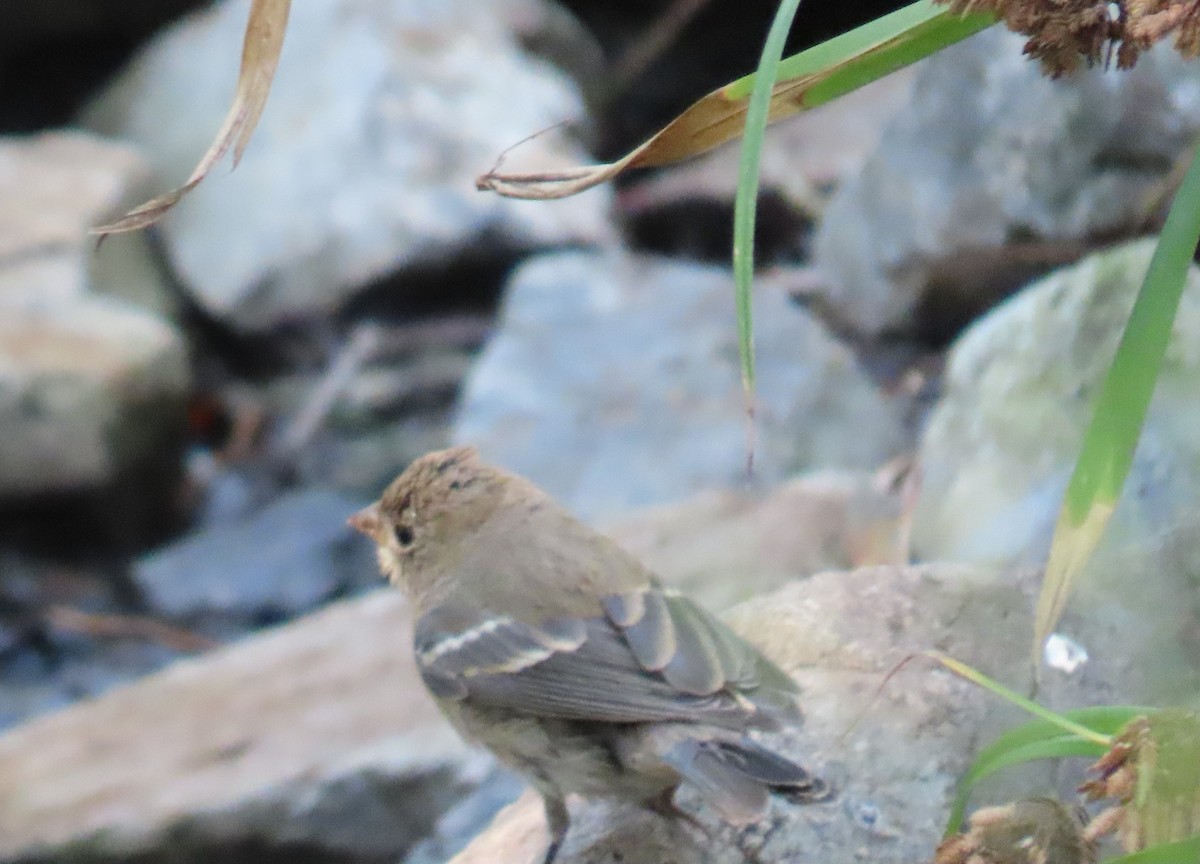 Lazuli Bunting - ML623695621