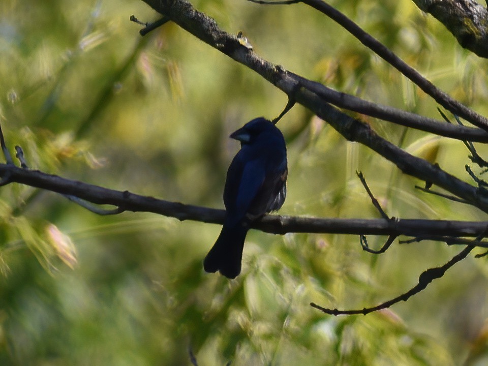 Blue Grosbeak - ML623695624