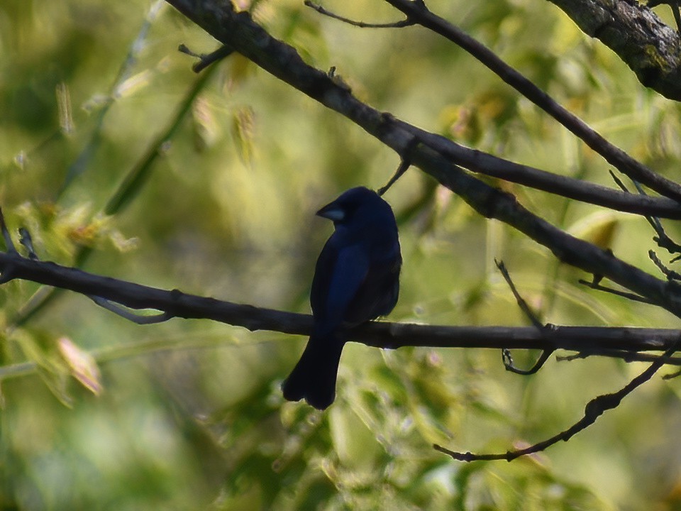 Blue Grosbeak - ML623695625