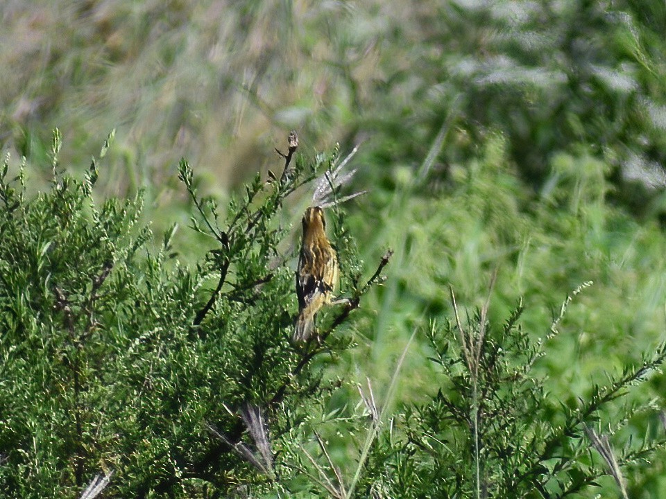 Bobolink - ML623695629