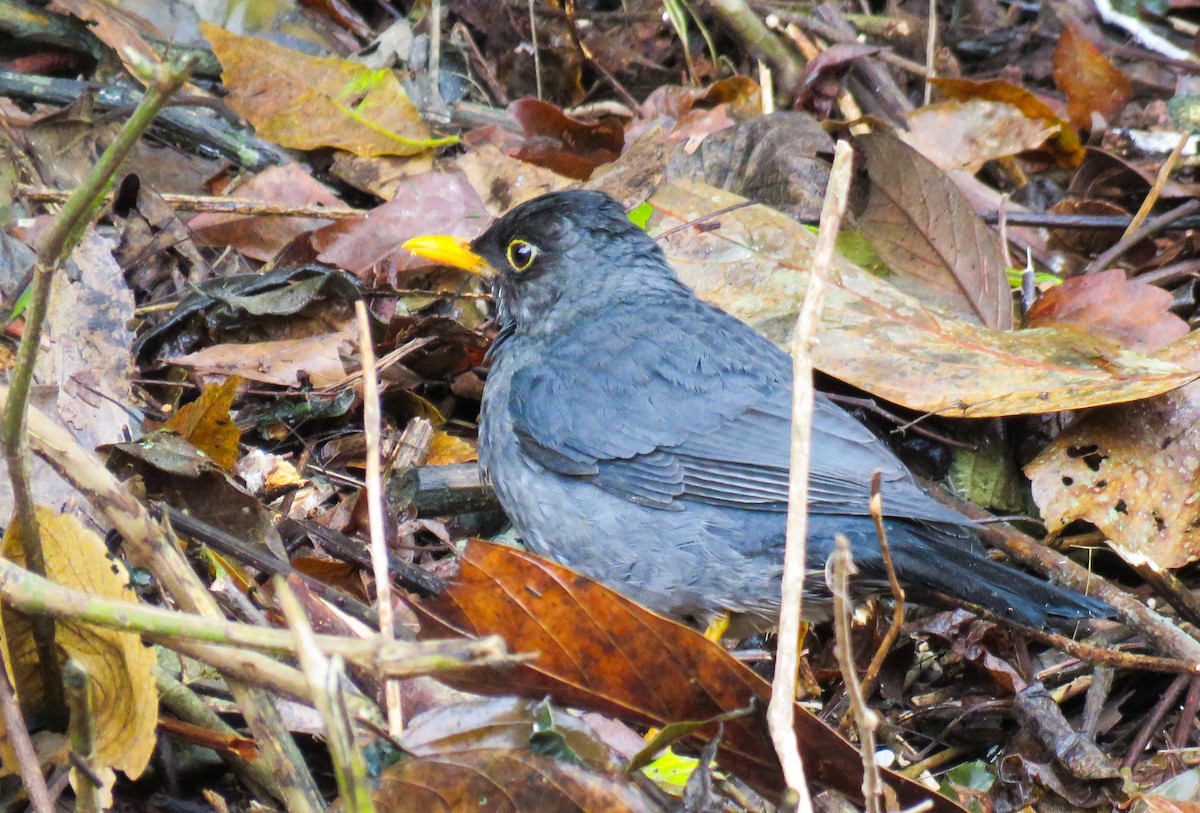 Andean Slaty Thrush - ML623695656