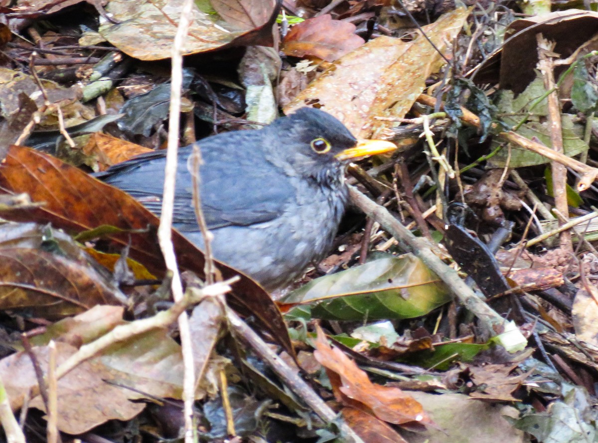 Andean Slaty Thrush - ML623695657