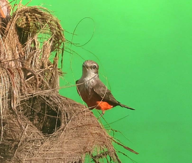 Vermilion Flycatcher - wr fortner