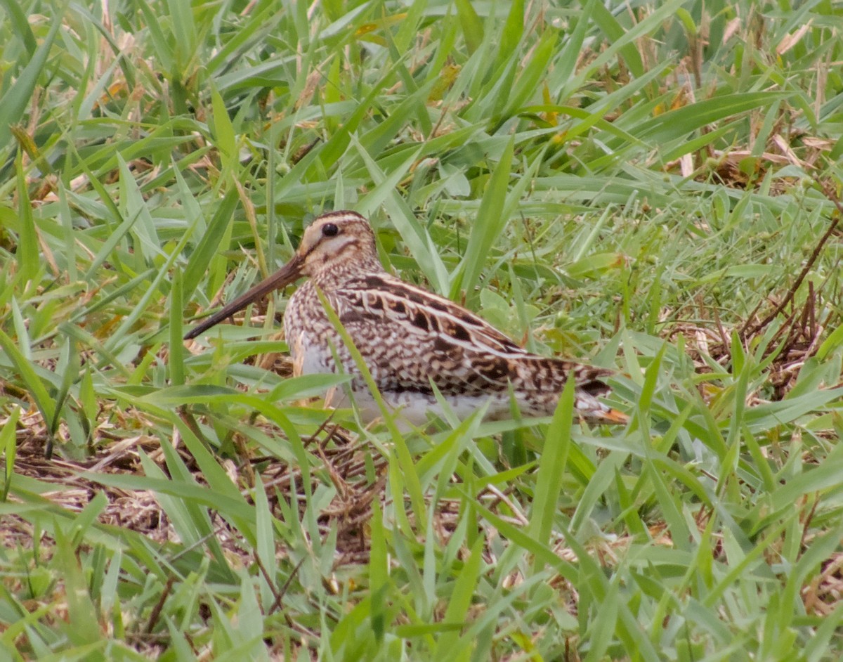 Latham's Snipe - adam graham
