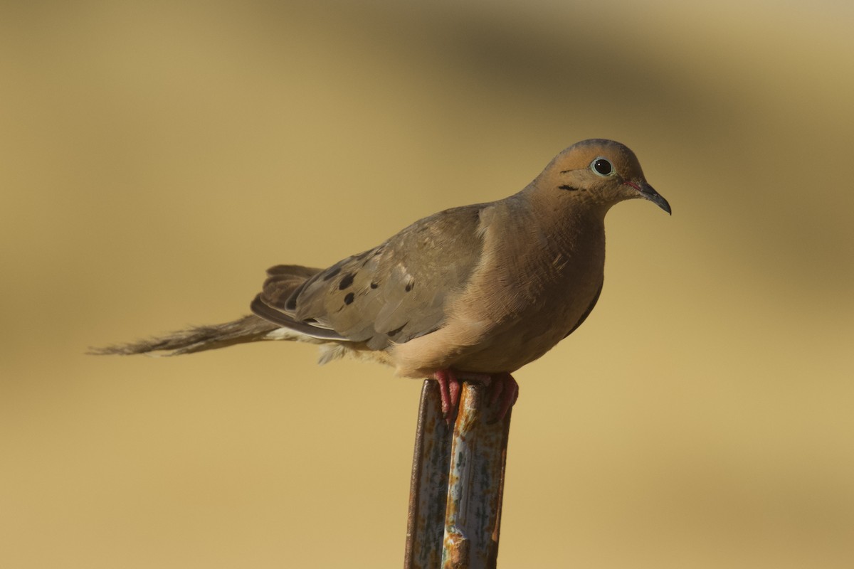 Mourning Dove - ML623695744