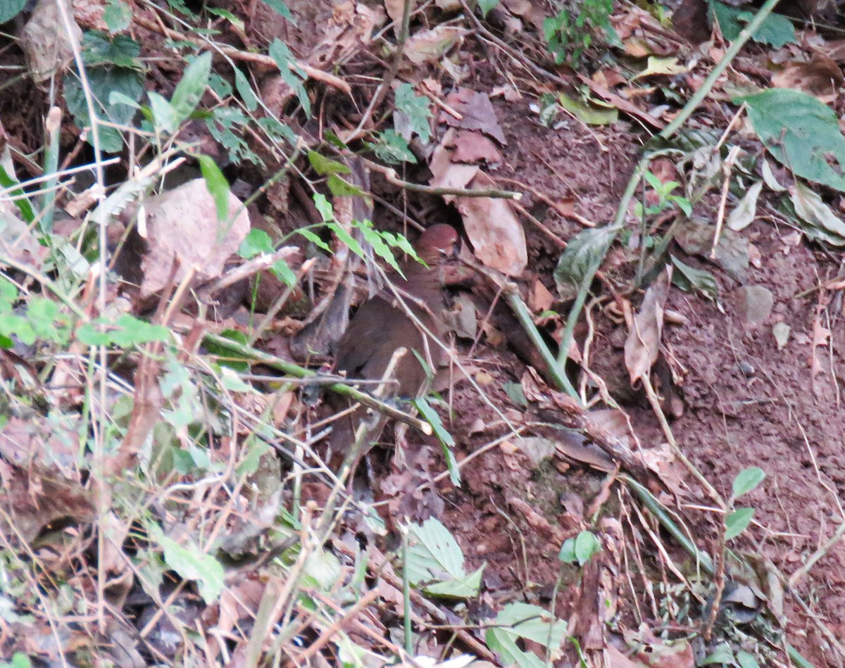 White-throated Quail-Dove - ML623695771