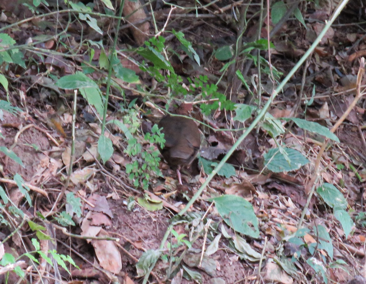 White-throated Quail-Dove - ML623695772