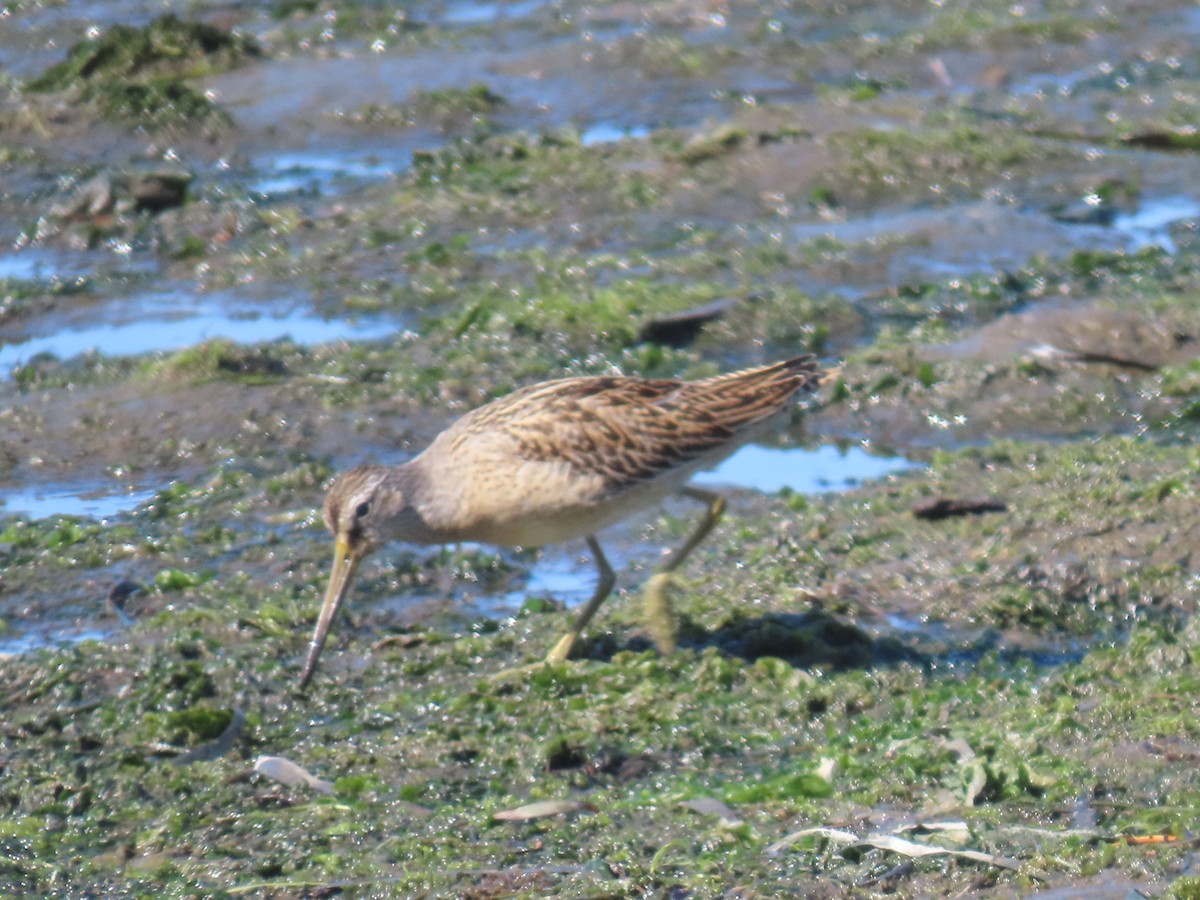 Short-billed Dowitcher - ML623695782