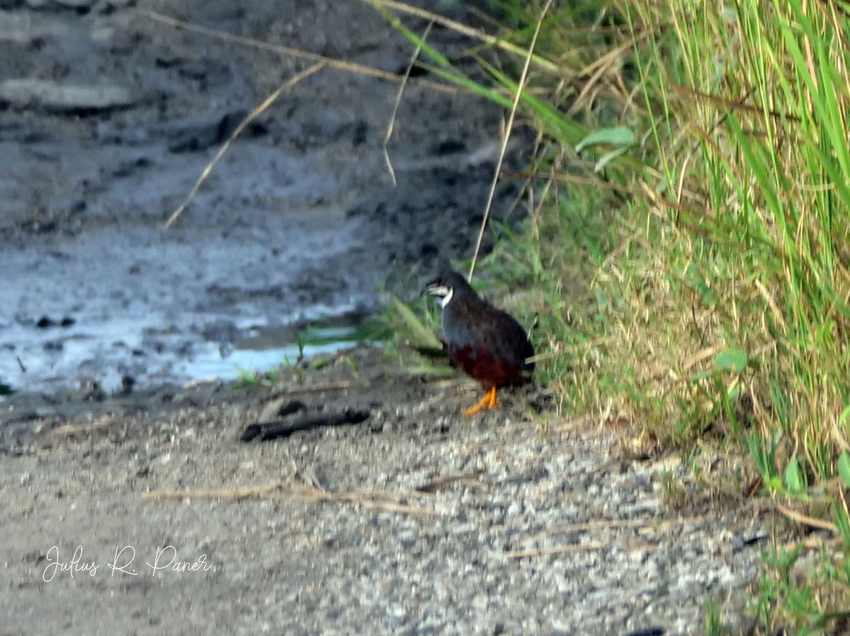 Blue-breasted Quail - ML623695834