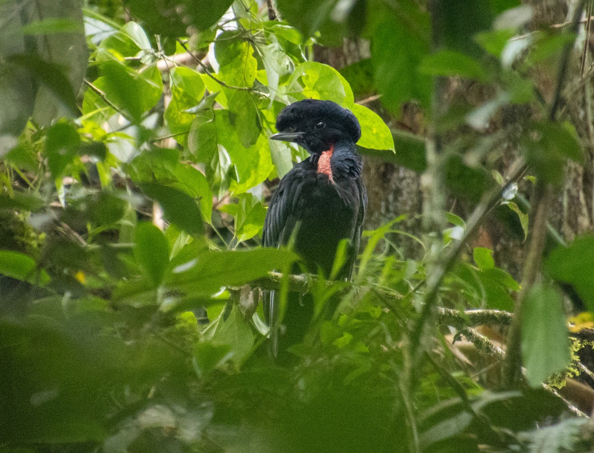 Bare-necked Umbrellabird - ML623695879