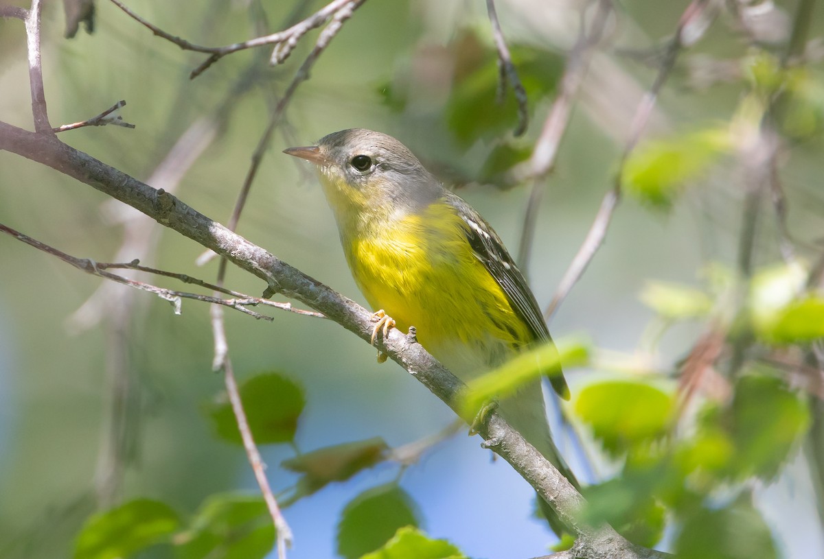 Magnolia Warbler - ML623695924